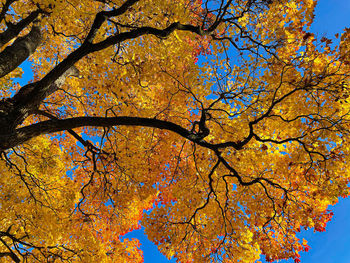 Low angle view of autumnal tree against sky