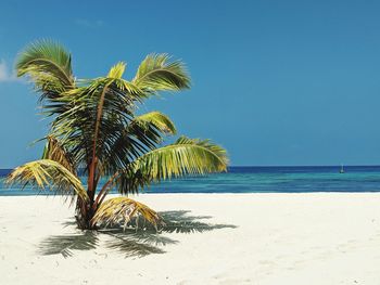 Palm tree on beach against sky