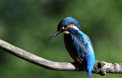 Close-up of bird perching on branch