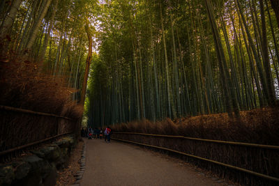 Road amidst trees in forest