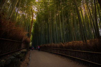 People on footpath amidst bamboo grove