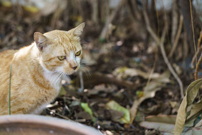 Cat looking away