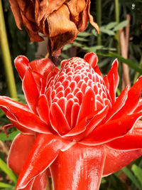 Close-up of red rose flower