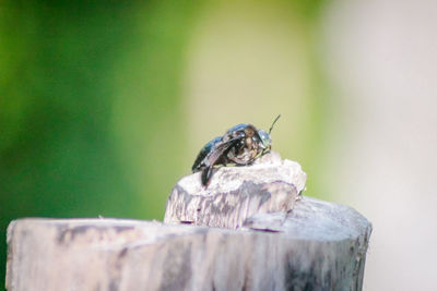 Close-up of insect on wood