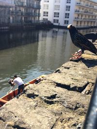 Birds in water