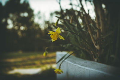 Close-up of yellow flowering plant