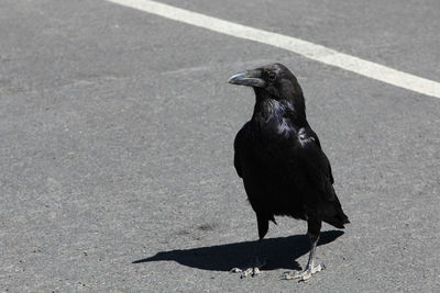 Black bird on a street