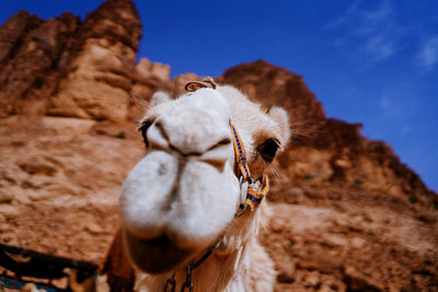 Close-up of a horse against the sky