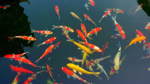 View of koi carps swimming in lake