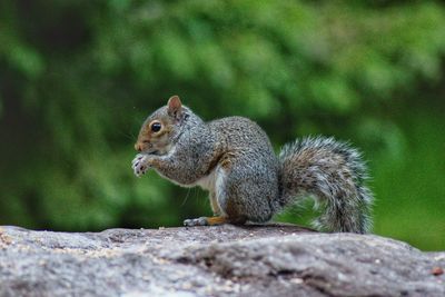 Squirrel on rock