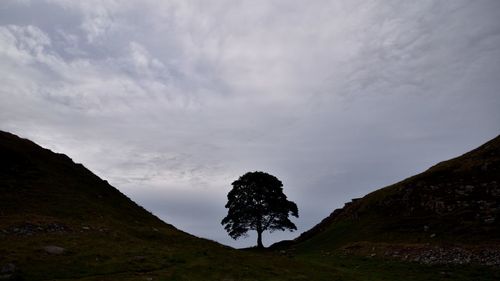 Low angle view of trees against sky