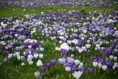 Close-up of purple crocus flowers on field