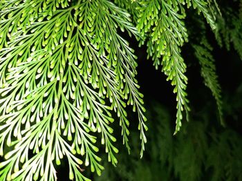 Close-up of pine tree