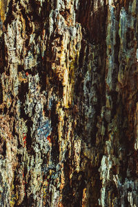 Detail shot of tree trunk