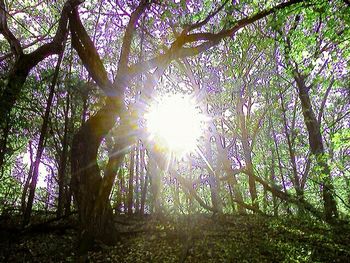 Sun shining through trees