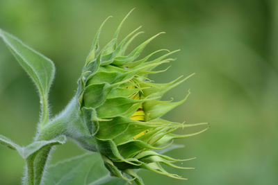 Close-up of succulent plant