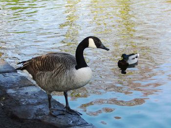 Ducks swimming on lake