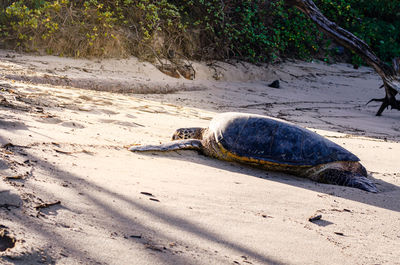 Close-up of turtle on beach