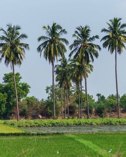 Palm trees on field against sky