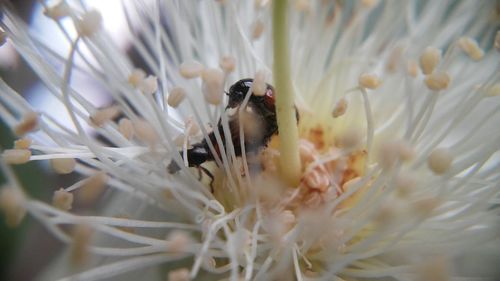 Close-up of insect on white flower