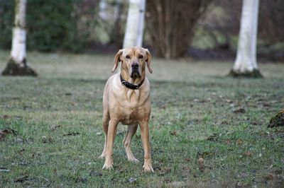 Portrait of dog on grass