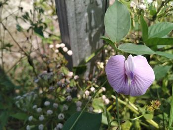plant