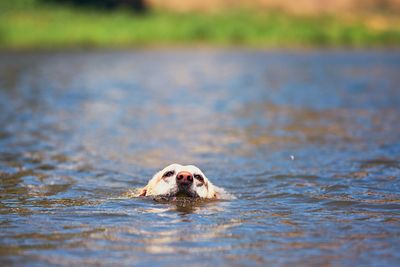 Close-up of turtle swimming in river