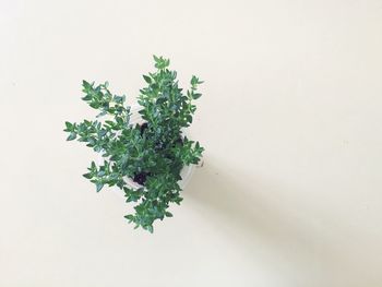 Close-up of plant against white background