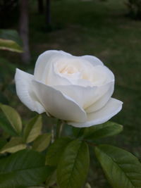 Close-up of white rose blooming outdoors