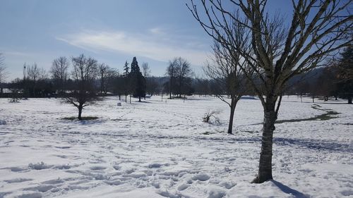 Bare trees on snow covered field against sky