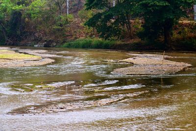 Scenic view of lake in forest