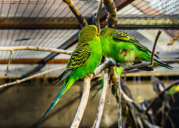 Close-up of parrot perching on branch