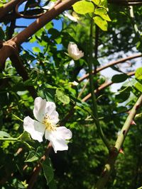 Close-up of white flowers blooming on tree