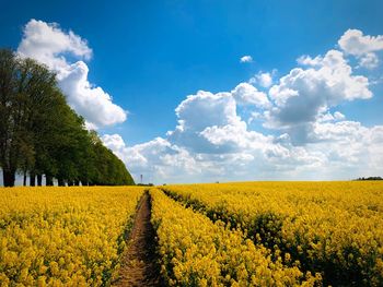 Scenic view of field against sky
