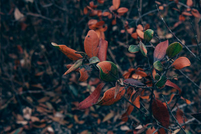 Close-up of autumnal leaves on tree