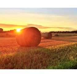 field