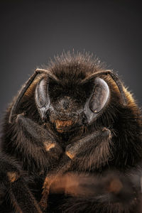 Close-up of a monkey