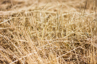 Close-up of dry grass on field