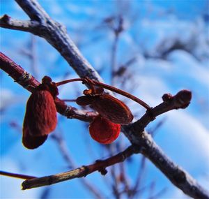 Close-up of branches against blurred background