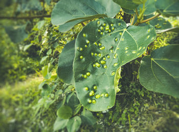 Close-up of wet plant leaves