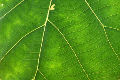 Full frame shot of leaf