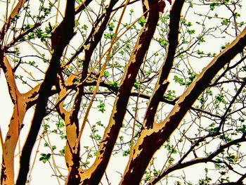Low angle view of tree against sky
