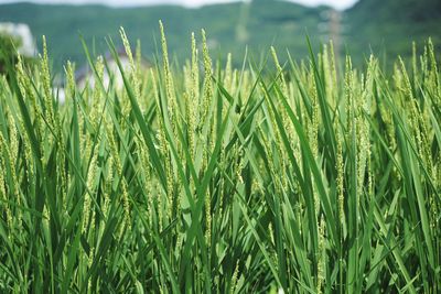 Close-up of wheat growing on field