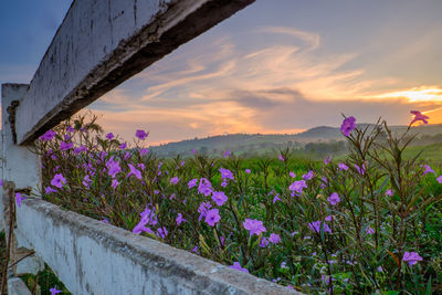 Close-up of purple flowering plants on field against sky