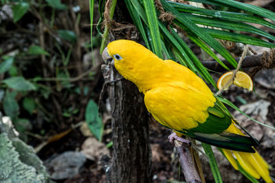 Close-up of bird perching on tree