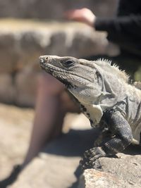 Iguana at mayan ancient ruins