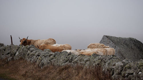 View of an animal on rock