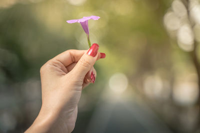 Close-up of woman hand holding flower