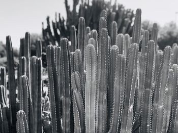 Close-up of succulent plant