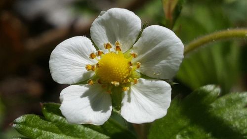 Close-up of white flower blooming outdoors